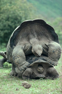 Rùa Thần - Giant Tortoise